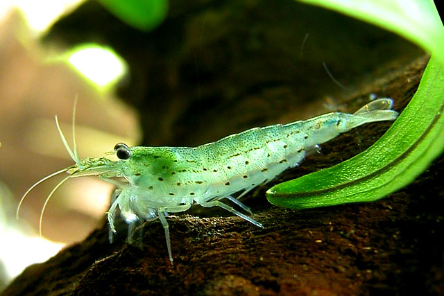 Caridina japonica